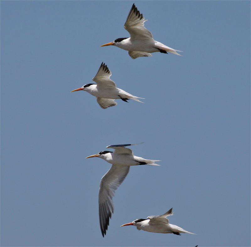 Elegant Terns