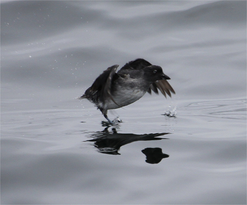 Cassin's Auklet