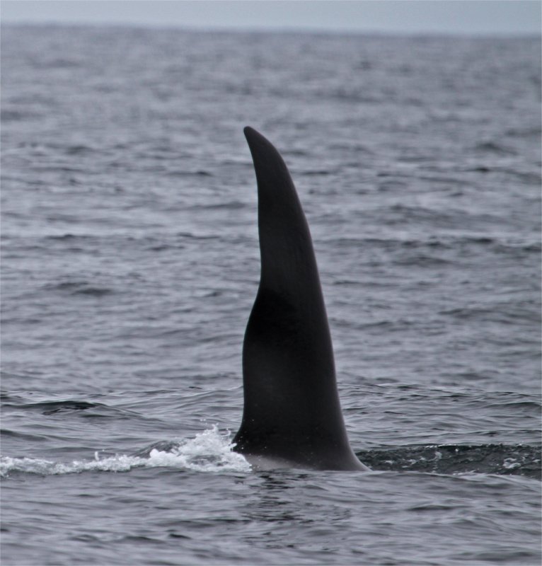 Orca-wavy-dorsal.jpg
