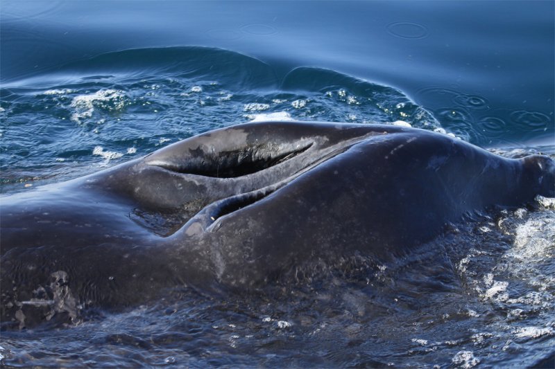 Humpback Whale-inhaling