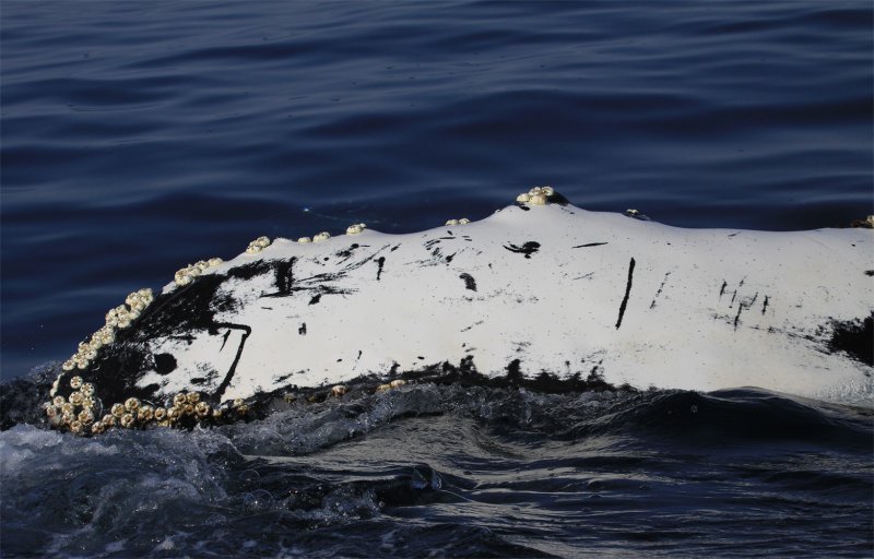Humpback Whale Pectoral flipper