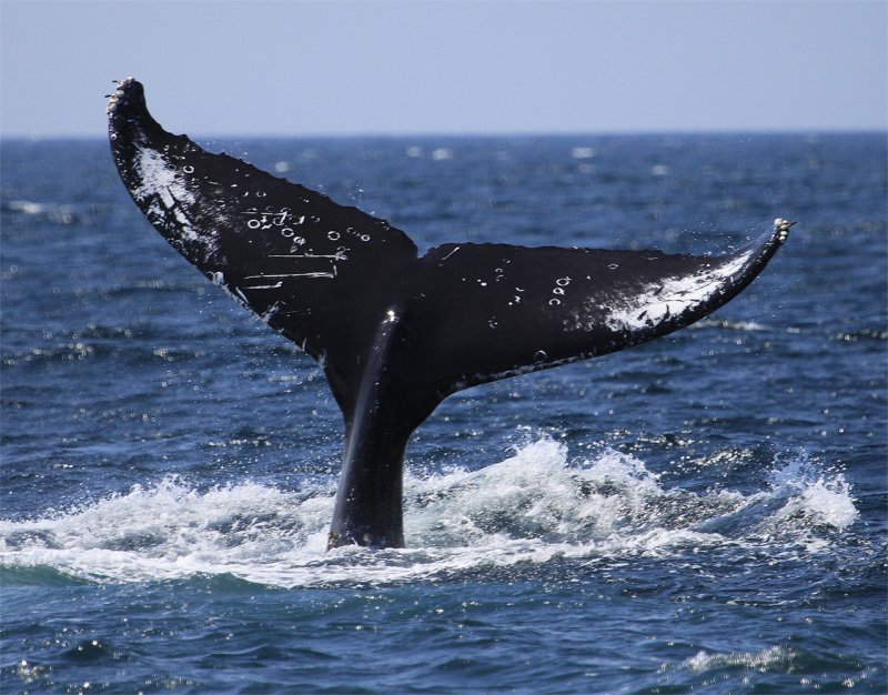 Humpback Whale Tail Lobbing