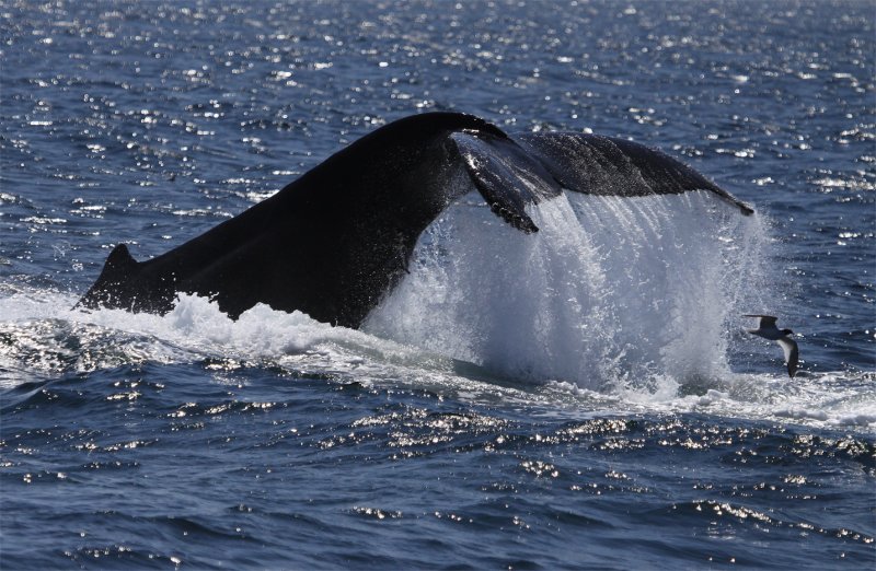Tail Lobbing Humpback Whale