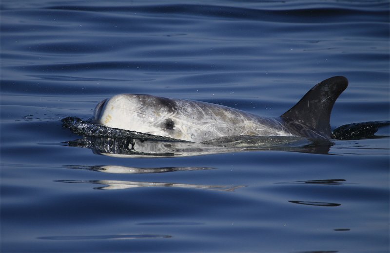 Risso's Dolphin