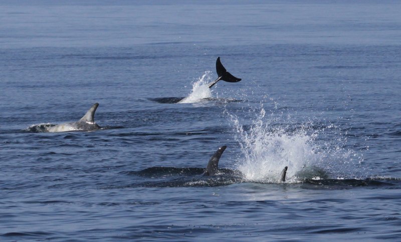 Risso's Dolphins