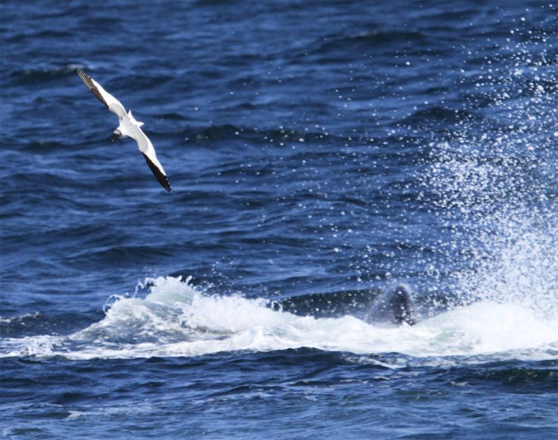 Sabines Gull Flying Over a Tail-lobbing Humpback Whale