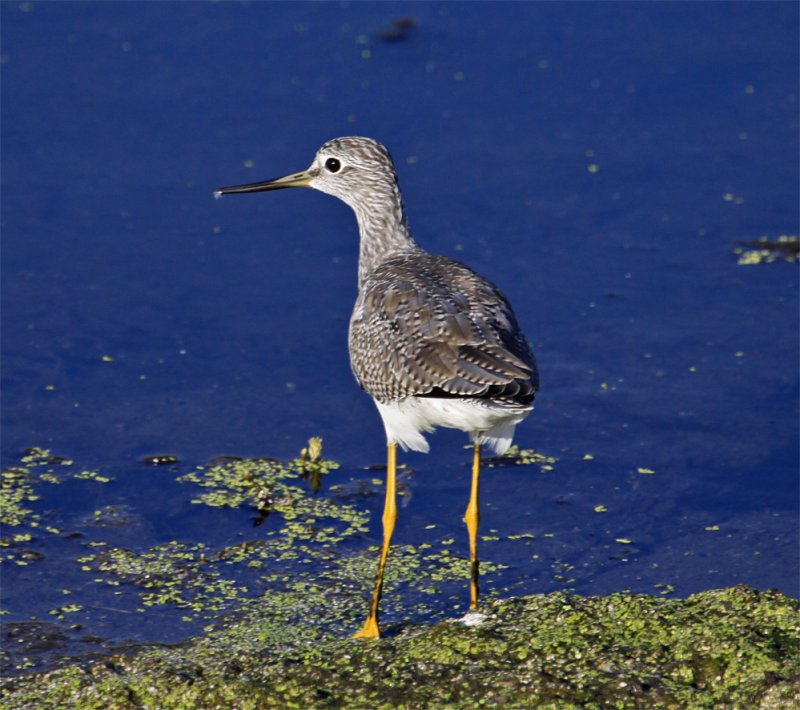 Greater Yellowlegs