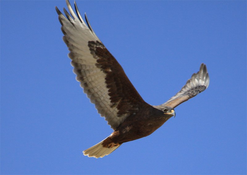 Dark Ferruginous Hawk