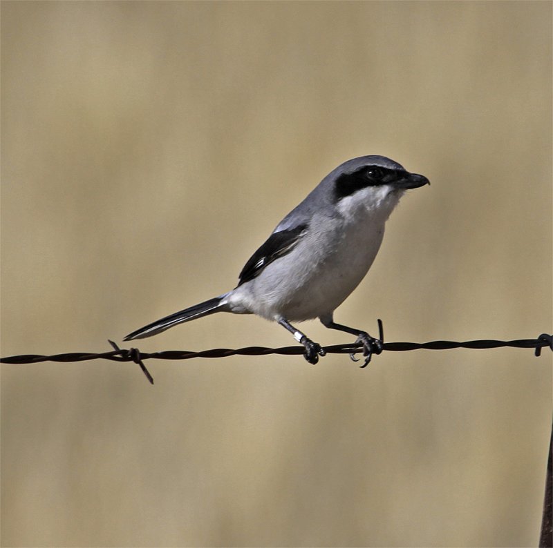 Banded Loggerhead Shrike