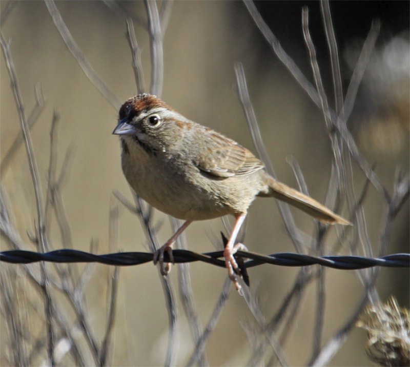 Rufous-crowned Sparrow