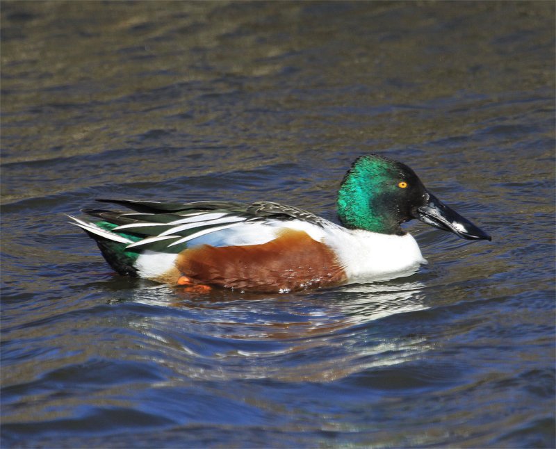 Green-tailed Northern Shoveler.jpg