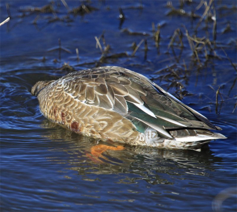 Mystery duck