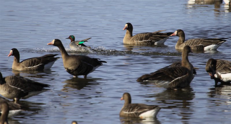 Geese & Teal