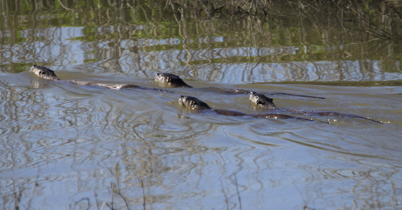 Four River Otters