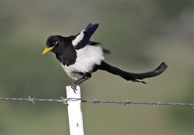 Yellow-billed Magpie
