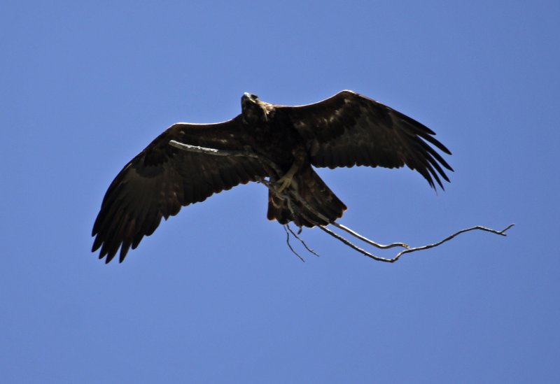Golden Eagle Carrying Nesting Material