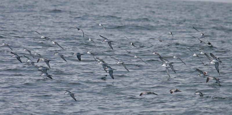 Buller's Shearwaters, banking together