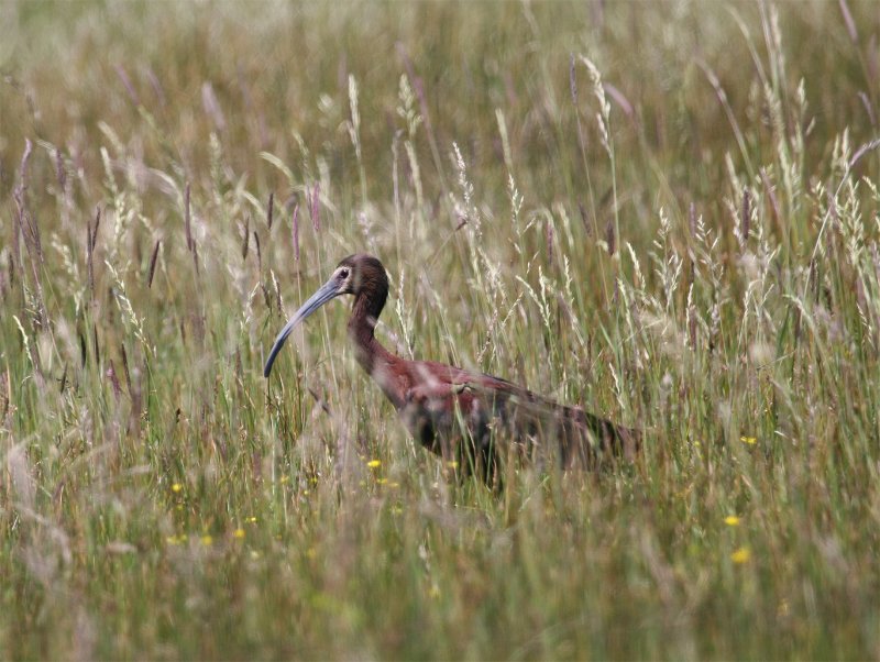 White-faced Ibis