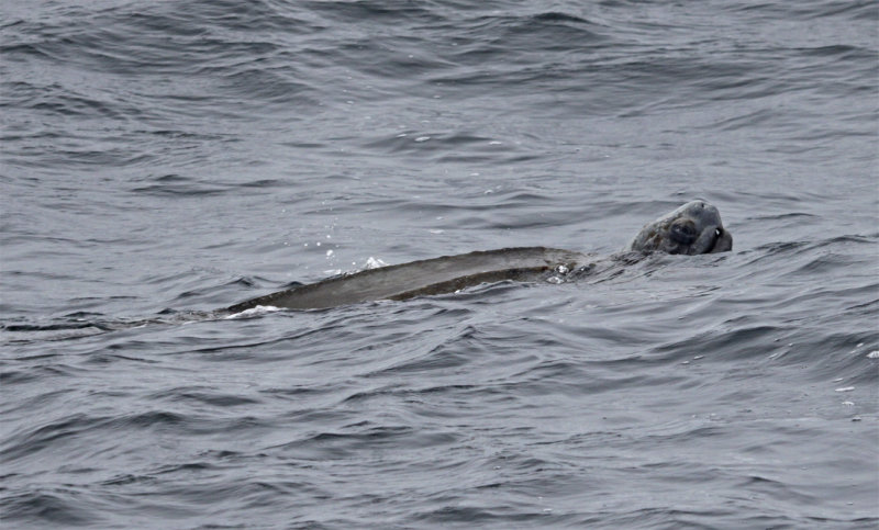 Leatherback Turtle - San Mateo County
