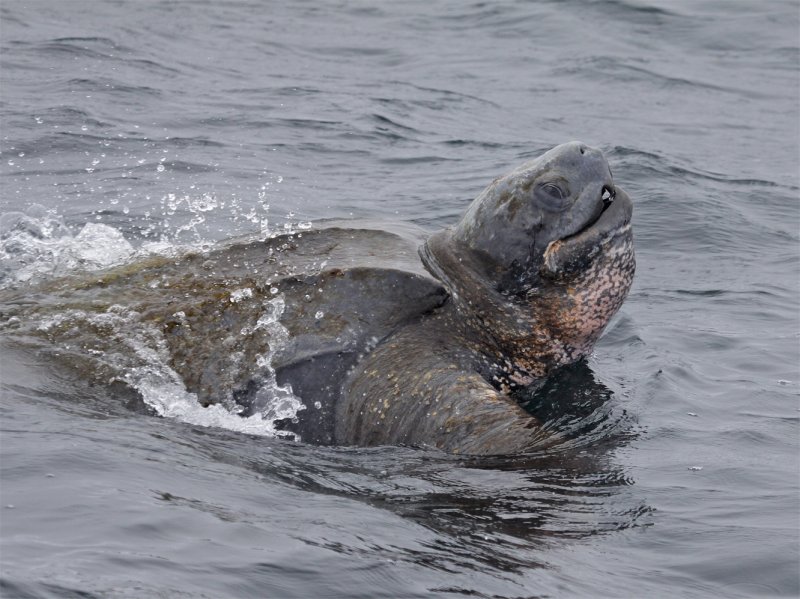 Leatherback Sea Turtle