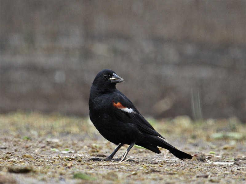 Tri-colored Blackbird
