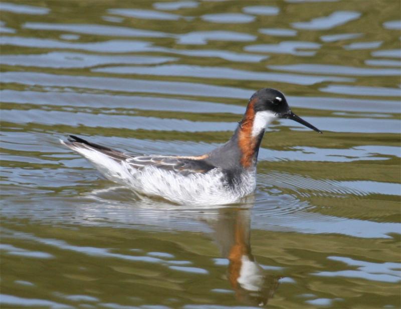 Red-necked Phalarope