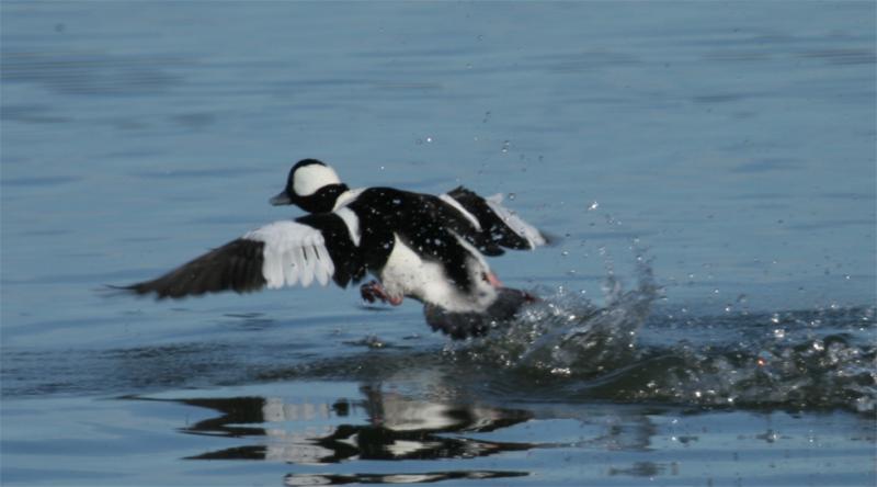 Bufflehead