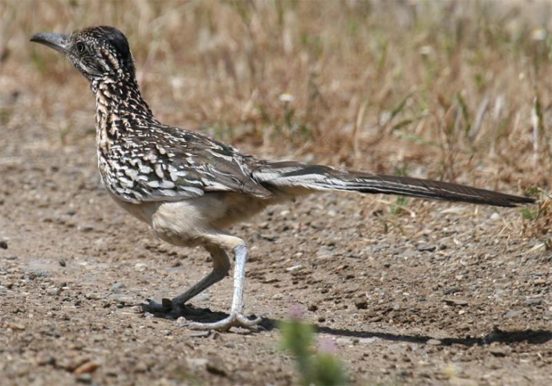 Greater Roadrunner - in the starting blocks