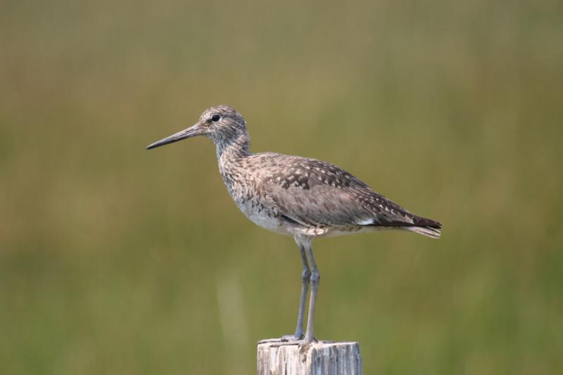 Willet