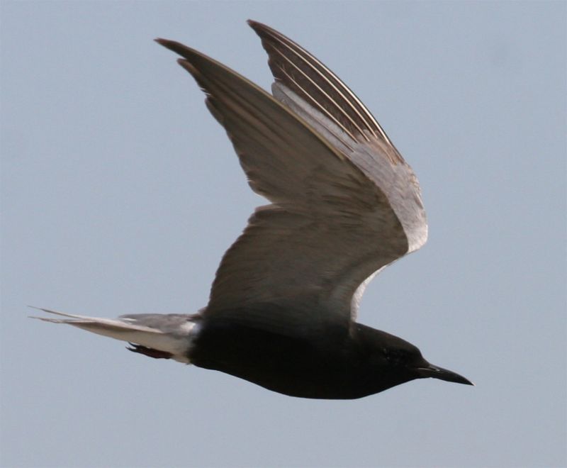 Black Tern