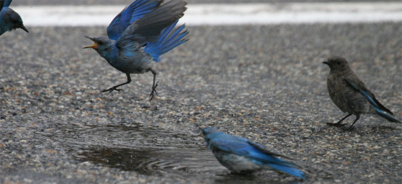 Bluebird battle