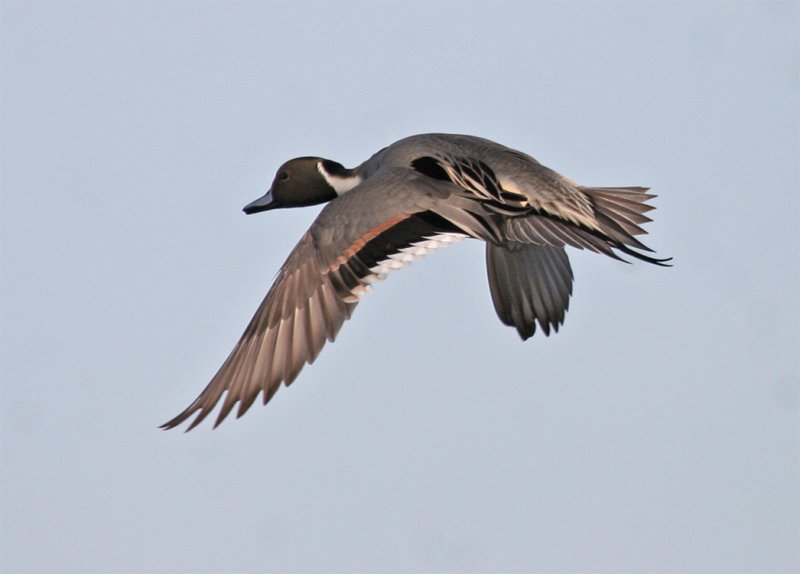 Northern Pintail in flight