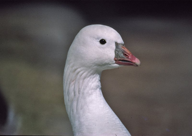 Ross' Goose - bill detail