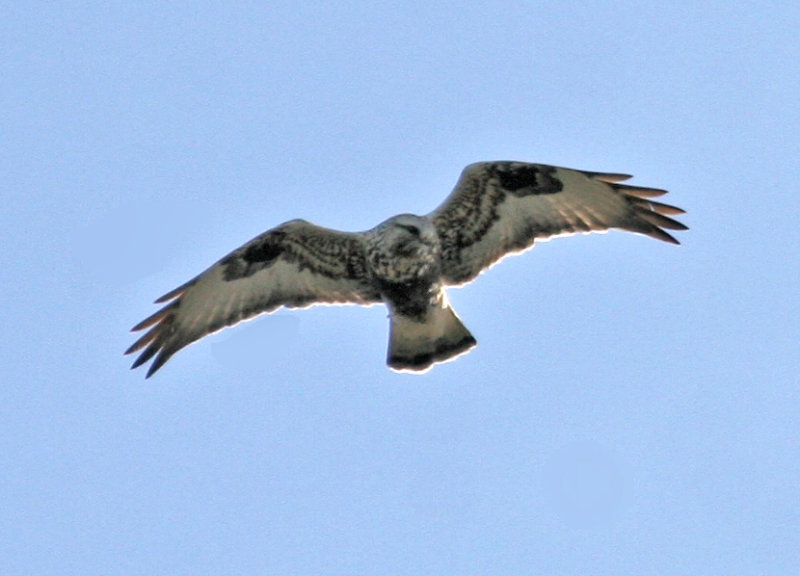 Rough-legged Hawk