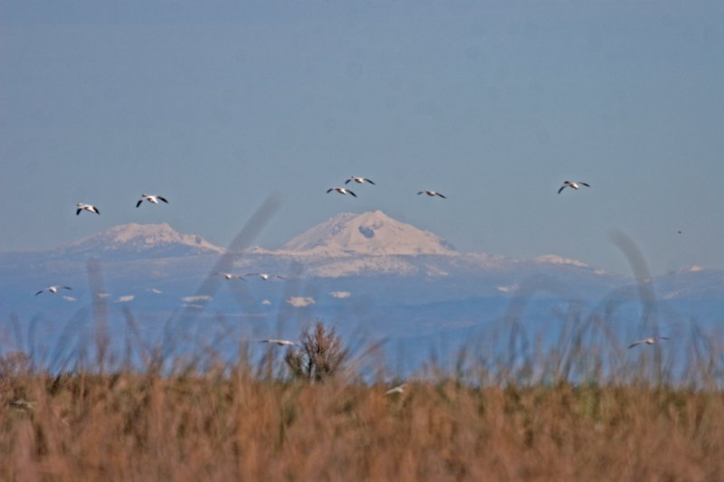 Snow Geese and Snowy Peak (Mt. Lassen)