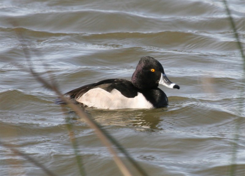 Ring-necked Duck