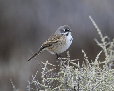 Bells Sage Sparrow