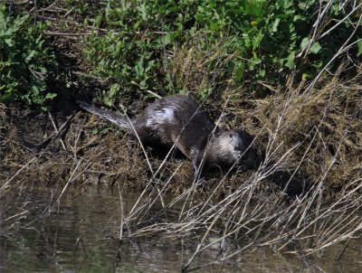 River Otter