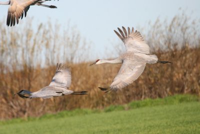 Sandhill Cranes in flight