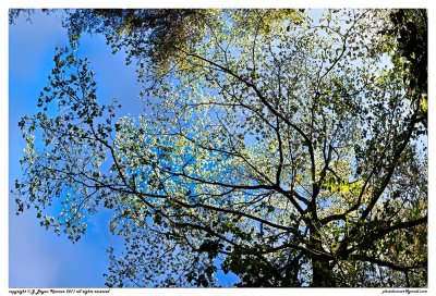 Uptree