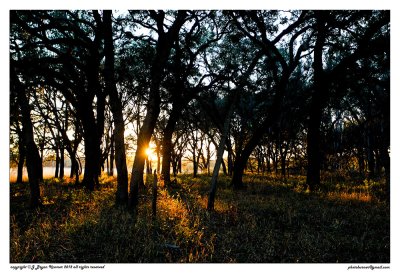 Sunset thru trees