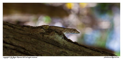 Brown Anole.jpg