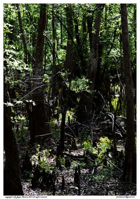 Cypress swamp flowers 2 TBHW overlay.jpg