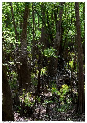 Cypress swamp flowers 2.jpg