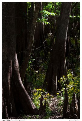 Cypress swamp flowers