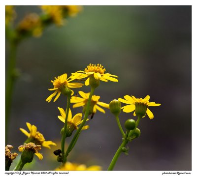Yellow daisys.jpg