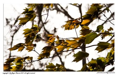blowing leaves.jpg