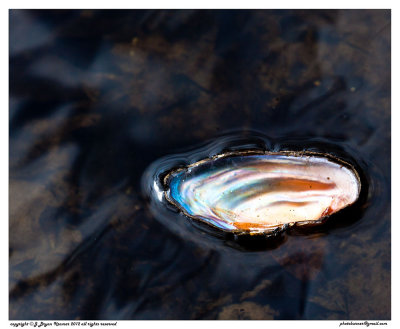 Floating shell 1.jpg