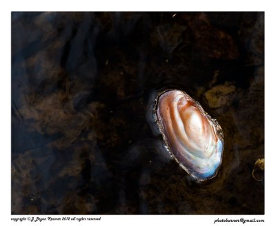 Floating shell 2.jpg