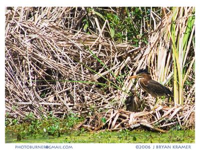 Green Heron with Chick